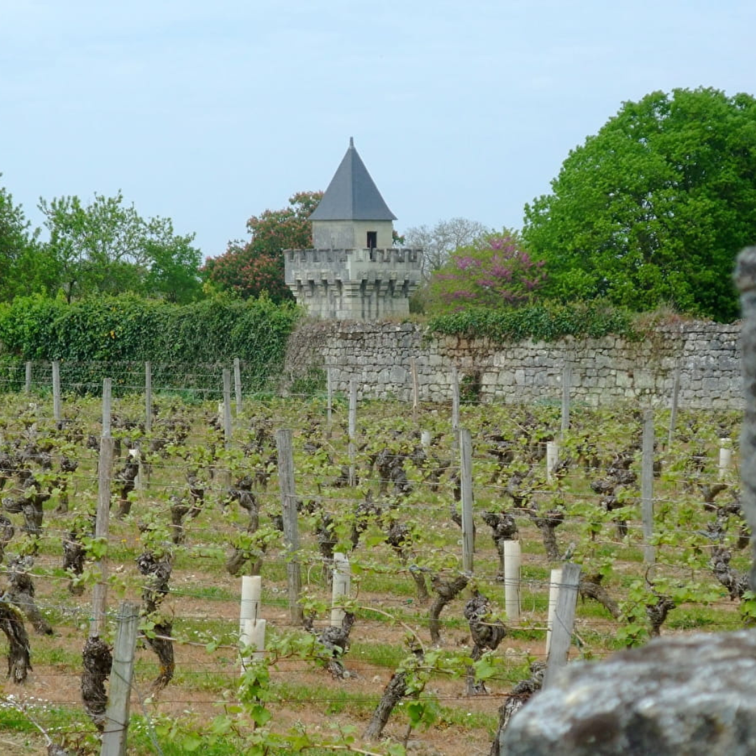 Randonnée au coeur du vignoble