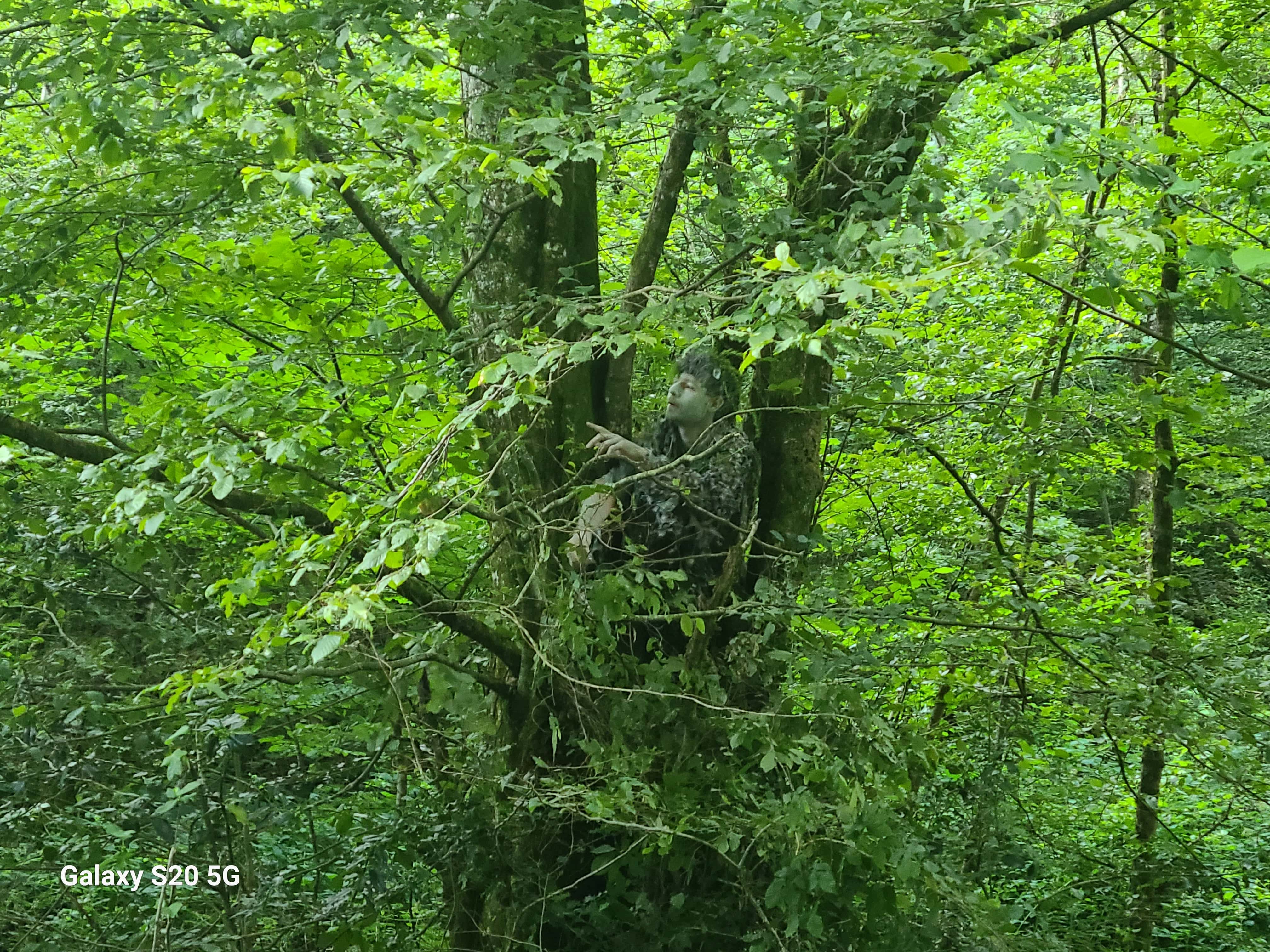 Vox Silvae : La voix de la forêt